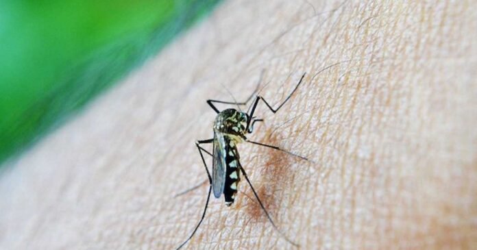 dengue fever