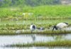 ആറ് പ്രകൃതി സംരക്ഷണ കേന്ദ്രങ്ങളിൽ ക്യാമ്പിങ്, വീഡിയോയെടുക്കൽ പ്രവർത്തനങ്ങൾക്ക് കർശന നിയന്ത്രണങ്ങൾ; നിയമലംഘകർക്ക് 1,000 റിയാൽ വരെ പിഴ