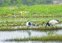 ആറ് പ്രകൃതി സംരക്ഷണ കേന്ദ്രങ്ങളിൽ ക്യാമ്പിങ്, വീഡിയോയെടുക്കൽ പ്രവർത്തനങ്ങൾക്ക് കർശന നിയന്ത്രണങ്ങൾ; നിയമലംഘകർക്ക് 1,000 റിയാൽ വരെ പിഴ