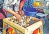 അബലോൺ പിടിക്കുന്നതിനും വിൽക്കുന്നതിനും താത്ക്കാലിക നിരോധനം; ഉത്തരവുമായി ഒമാൻ
