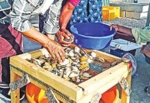 അബലോൺ പിടിക്കുന്നതിനും വിൽക്കുന്നതിനും താത്ക്കാലിക നിരോധനം; ഉത്തരവുമായി ഒമാൻ