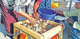 അബലോൺ പിടിക്കുന്നതിനും വിൽക്കുന്നതിനും താത്ക്കാലിക നിരോധനം; ഉത്തരവുമായി ഒമാൻ
